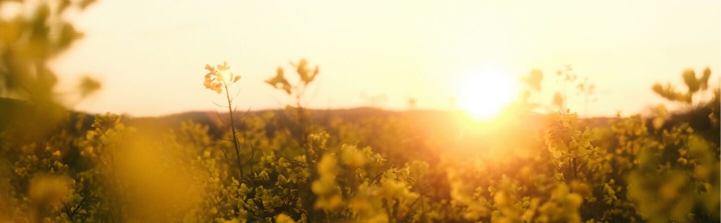 ภาพขนาดย่อ